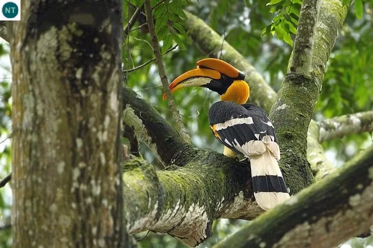  5. Có kiểu sinh sản đặc biệt và đầy hy sinh. Con cái sau khi đẻ trứng sẽ tự nhốt mình trong hốc cây bằng cách dùng bùn, phân và trái cây, chỉ để lại khe nhỏ cho con đực đưa thức ăn trong suốt thời gian ấp trứng và nuôi con non. Ảnh: Pinterest.