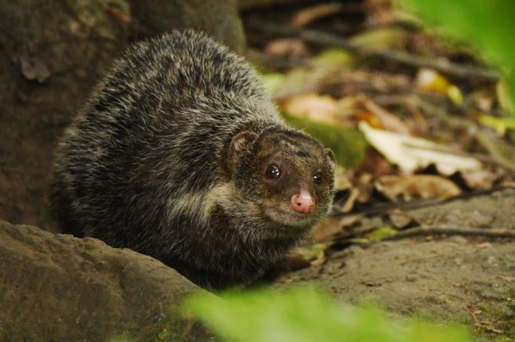  7. Tính cách mạnh mẽ. Chúng không ngần ngại đối đầu với rắn độc, sử dụng tốc độ và sự khéo léo để hạ gục con mồi nguy hiểm. Ảnh: biolib.cz.