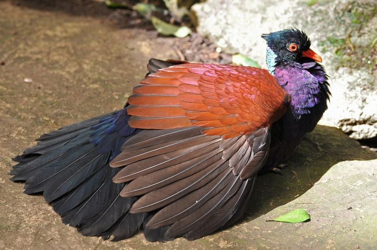  Phân bố chủ yếu ở đảo New Guinea. Bồ câu gà lôi sinh sống trong các khu rừng mưa nhiệt đới của New Guinea và một số đảo lân cận, nơi thảm thực vật rậm rạp và ít bị con người xâm lấn. Ảnh: Pinterest.