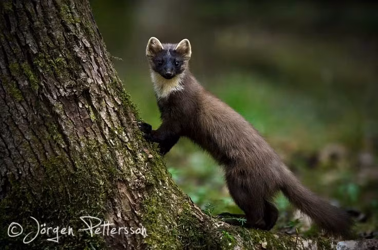  Là chỉ báo sinh thái của rừng khỏe mạnh. Sự hiện diện của chồn thông cho thấy hệ sinh thái rừng còn nguyên vẹn, bởi chúng cần môi trường rộng lớn và ít bị con người tác động. Ảnh: Pinterest.
