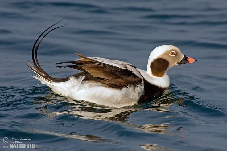  Một trong những loài vịt biển lặn sâu nhất. Loài vịt này có khả năng lặn rất ấn tượng để kiếm ăn dưới nước. Chúng thường lặn sâu từ 10–30 mét và đôi khi có thể xuống tới hơn 50 mét để tìm nhuyễn thể, giáp xác và các sinh vật đáy biển. Khả năng này giúp chúng khai thác nguồn thức ăn mà nhiều loài chim biển khác khó tiếp cận. Ảnh: Pinterest.