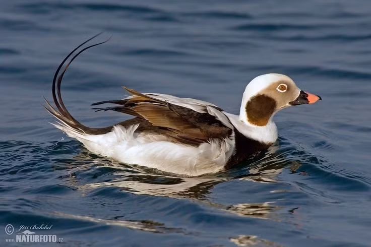  Một trong những loài vịt biển lặn sâu nhất. Loài vịt này có khả năng lặn rất ấn tượng để kiếm ăn dưới nước. Chúng thường lặn sâu từ 10–30 mét và đôi khi có thể xuống tới hơn 50 mét để tìm nhuyễn thể, giáp xác và các sinh vật đáy biển. Khả năng này giúp chúng khai thác nguồn thức ăn mà nhiều loài chim biển khác khó tiếp cận. Ảnh: Pinterest.