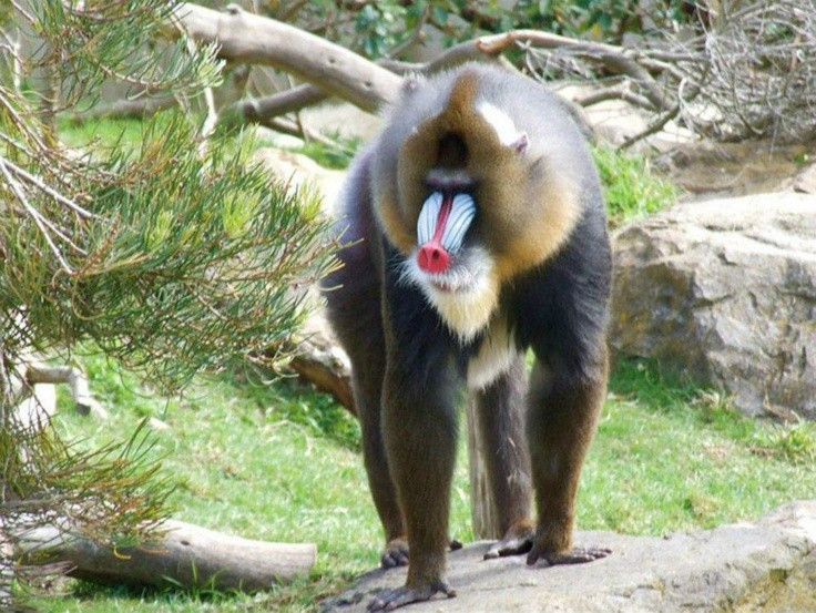  Chủ yếu sống dưới mặt đất. Không giống nhiều loài khỉ sống trên cây, khỉ mặt chó dành phần lớn thời gian di chuyển và kiếm ăn dưới đất, chỉ leo cây để nghỉ ngơi hoặc tránh kẻ thù. Ảnh: Pinterest.