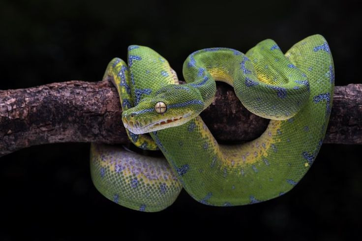  Tính khí khá hung dữ. Dù không có nọc độc, trăn cây xanh nổi tiếng với phản xạ phòng vệ mạnh, sẵn sàng đớp nhanh nếu bị đe dọa hoặc làm phiền. Ảnh: Pinterest.