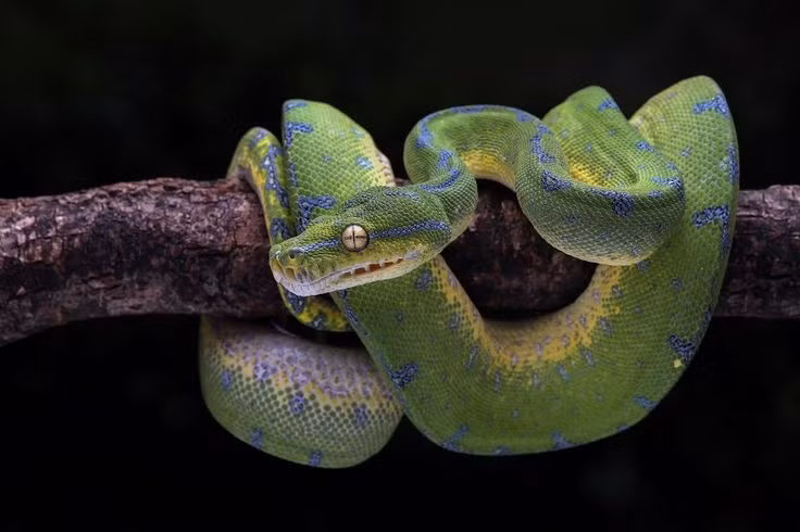  Tính khí khá hung dữ. Dù không có nọc độc, trăn cây xanh nổi tiếng với phản xạ phòng vệ mạnh, sẵn sàng đớp nhanh nếu bị đe dọa hoặc làm phiền. Ảnh: Pinterest.