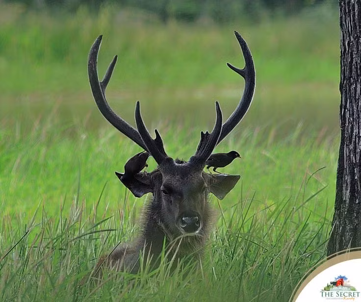  5. Thích sống gần nguồn nước. Nai rất thích tắm, uống nước và thậm chí ngâm mình trong vũng bùn – điều giúp chúng làm mát cơ thể và tránh ký sinh trùng. Ảnh: Pinterest.