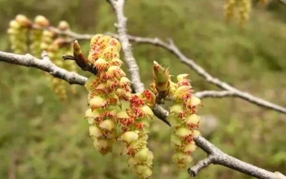 Loài cây này có hoa đực và hoa cái mọc trên cùng thân nhưng khác màu (vàng nhạt và đỏ nhạt) và không nở cùng lúc, khiến việc thụ phấn tự nhiên gặp nhiều khó khăn. Ảnh: Sohu.