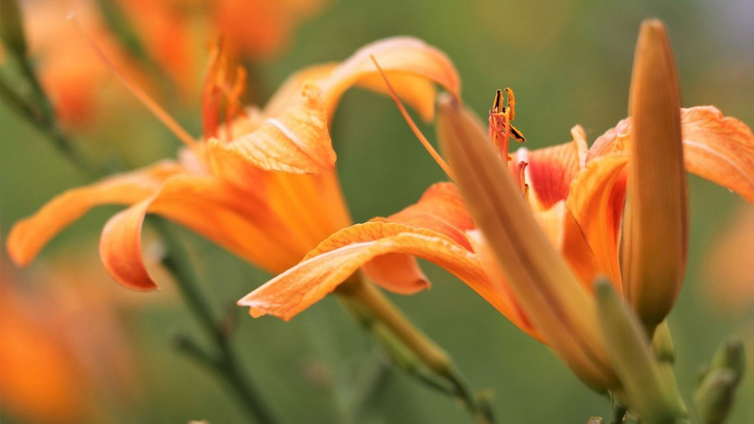 Khi chế biến, hoa hiên rất thơm ngon lại có nhiều tác dụng tốt cho sức khoẻ