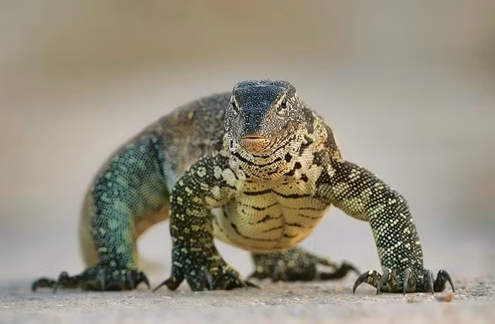  Thực đơn đa dạng. Kỳ đà sông Nile ăn cá, chim, trứng, động vật lưỡng cư, thậm chí cả xác thối, thể hiện bản tính ăn tạp đặc trưng. Ảnh: Pinterest.