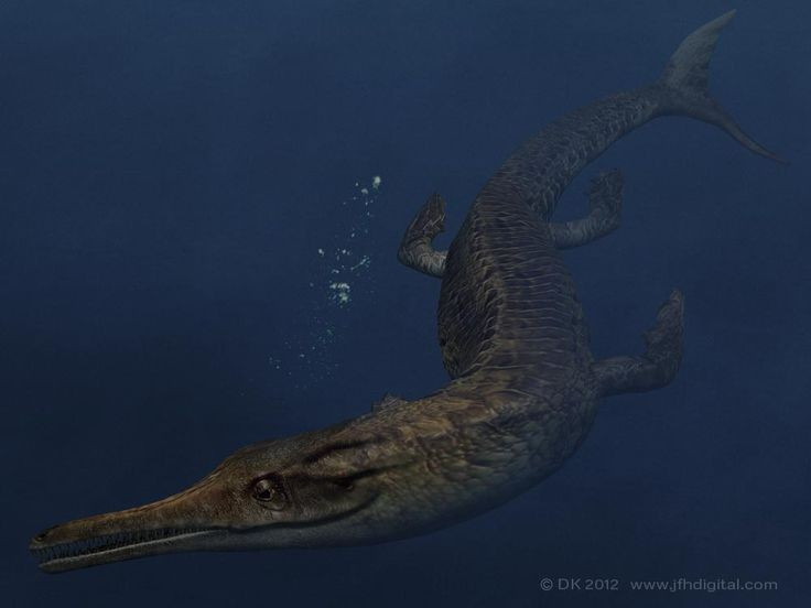  Đuôi giống vây cá mập. Đuôi có thùy đứng giúp Geosaurus bơi nhanh và linh hoạt trong nước sâu. Ảnh: Pinterest.