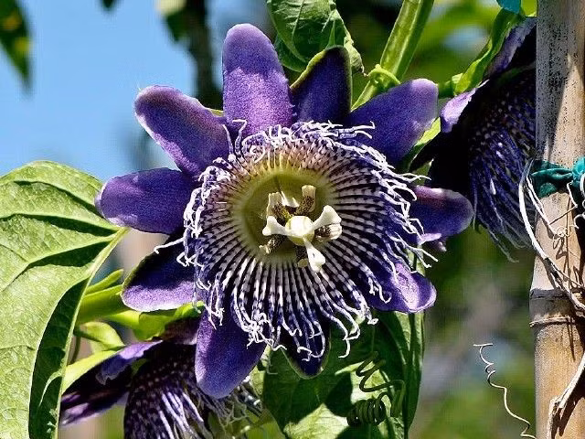  Hoa có hình dáng độc đáo. Hoa lạc tiên với cấu trúc phức tạp và rực rỡ thường mang màu tím, trắng hoặc xanh, trông như một tác phẩm nghệ thuật tự nhiên. Ảnh: Pinterest.