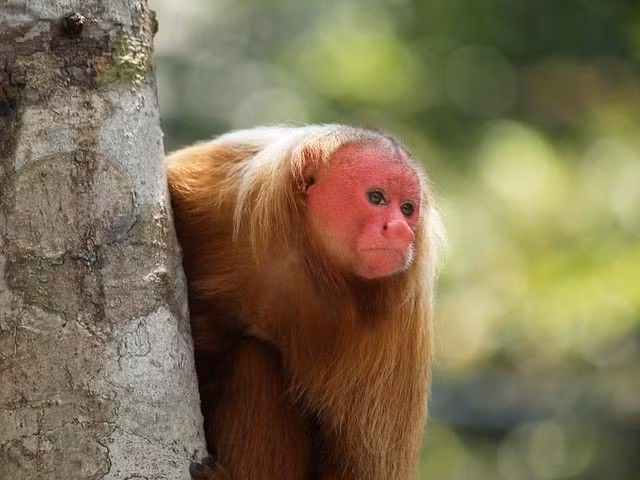  Thường sống thành bầy lớn. Một nhóm có thể lên tới hàng chục cá thể, liên kết bằng âm thanh và mùi đặc trưng. Ảnh: Pinterest.