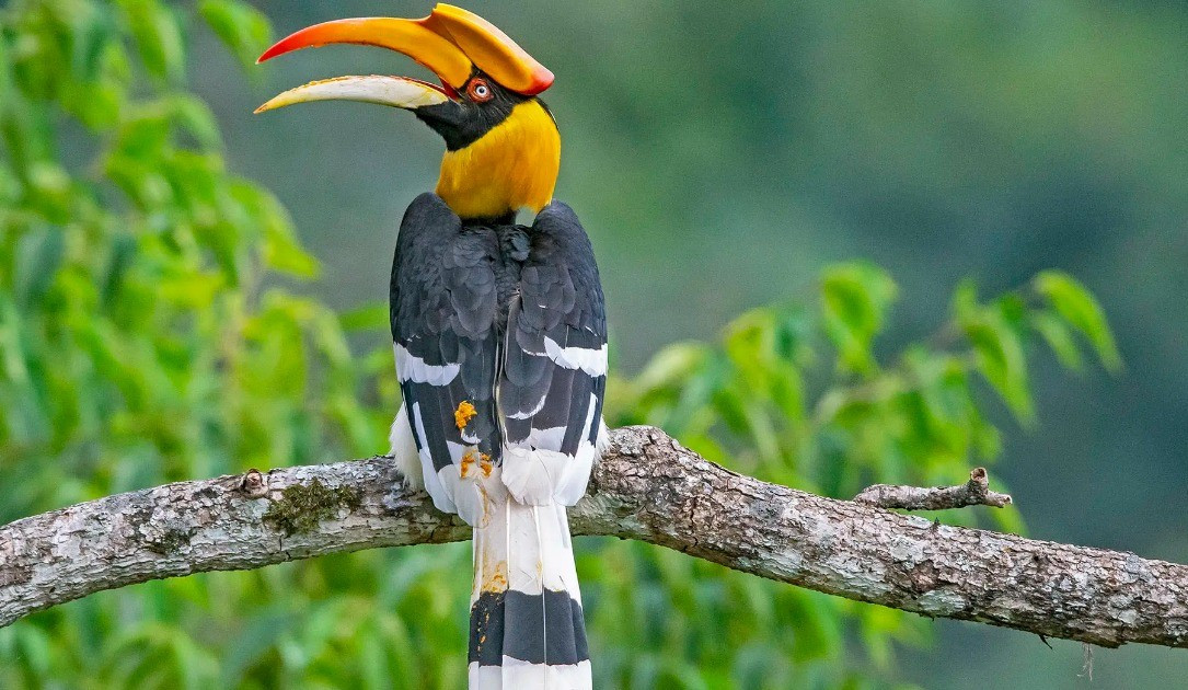  Nơi đây có đời sống chim chóc vô cùng phong phú. Hơn 500 loài chim đã được ghi nhận, biến Chitwan thành thiên đường cho những người yêu thích quan sát chim. Ảnh: chitwanwildlifesafari.comt.