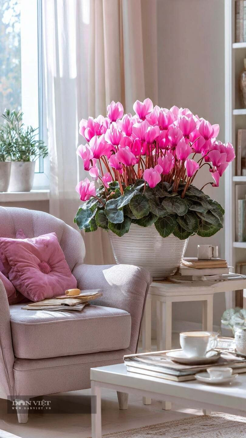  3. Cây cảnh anh thảo - biểu tượng của hòa bình và may mắn: Hoa anh thảo là loài hoa mùa xuân với màu sắc rực rỡ và những bông hoa tuyệt đẹp. Nó tượng trưng cho "hòa bình và may mắn", mang ý nghĩa tốt lành là đón nhận vận may.