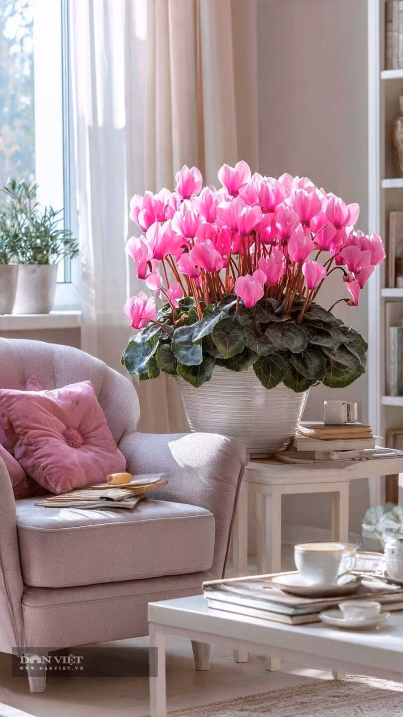  3. Cây cảnh anh thảo - biểu tượng của hòa bình và may mắn: Hoa anh thảo là loài hoa mùa xuân với màu sắc rực rỡ và những bông hoa tuyệt đẹp. Nó tượng trưng cho "hòa bình và may mắn", mang ý nghĩa tốt lành là đón nhận vận may.