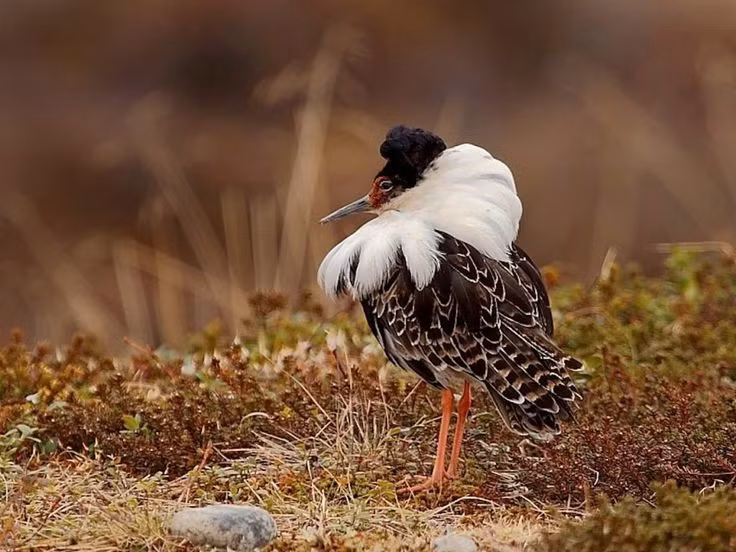  Phân bố rộng khắp Âu – Á. Chim dẽ lớn sinh sản ở Bắc Âu và Siberia, sau đó di cư xuống châu Phi, Nam Á hoặc Tây Âu để tránh mùa đông khắc nghiệt. Ảnh: Pinterest.