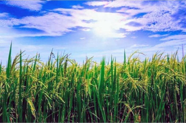  Cây lúa góp phần nuôi sống hơn một nửa dân số thế giới. Gạo là lương thực chính của hơn 3 tỷ người, đặc biệt tại châu Á, nơi lúa giữ vai trò sống còn đối với an ninh lương thực. Ảnh: Pinterest.