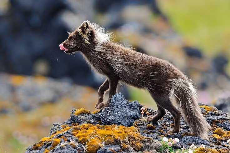 Bộ lông thay đổi theo mùa. Vào mùa đông, lông của chúng có màu trắng tinh khiết để hòa lẫn với tuyết, còn mùa hè thì chuyển sang màu nâu xám để ngụy trang trên địa hình đá sỏi. Ảnh: Pinterest.