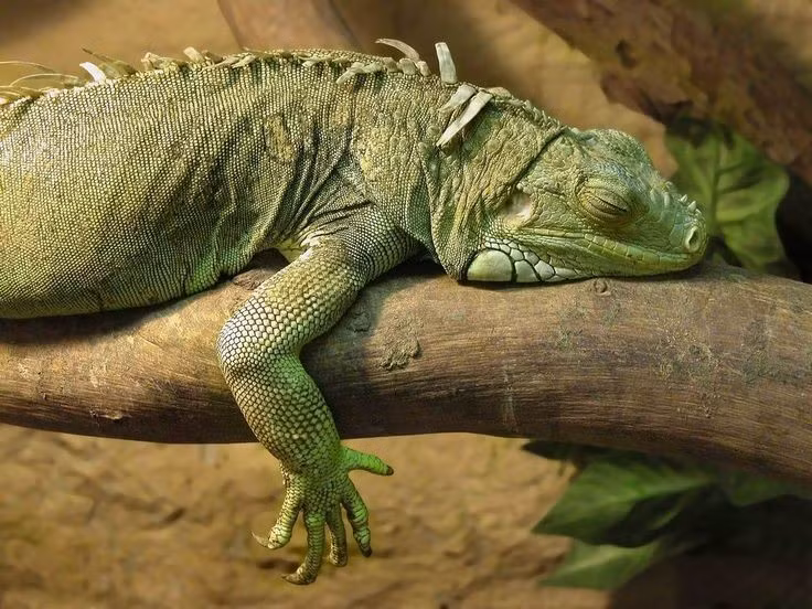  Có "con mắt thứ ba". Trên đỉnh đầu cự đà xanh có một “mắt” nhỏ, là bộ phận giúp cảm nhận ánh sáng và bóng động. Ảnh: Pinterest.