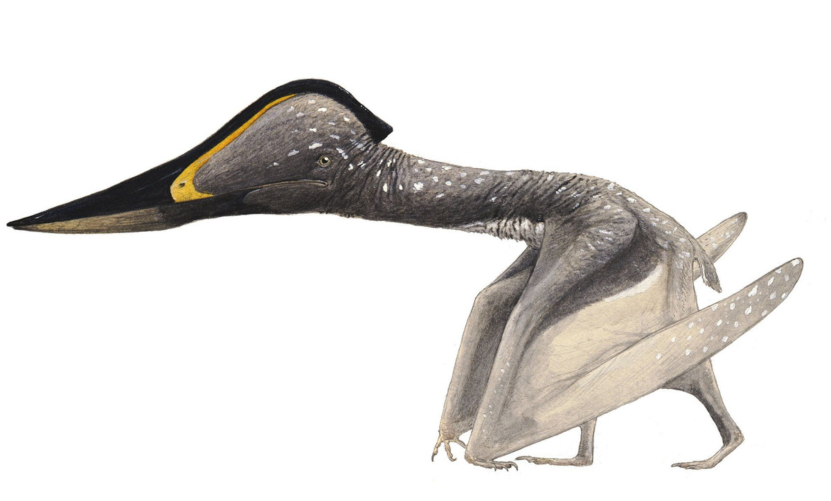 View - Tận mục loài thằn lằn bay có mỏ cực dị, sải cánh rộng 3 mét | Báo Tri thức và Cuộc sống - TIN TỨC PHỔ BIẾN KIẾN THỨC 24H