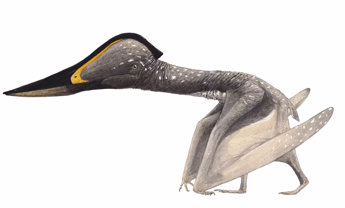  Có dáng đi bằng bốn chân. Khi trên mặt đất, Dsungaripterus di chuyển bằng cả cánh và chân, giống các pterosaur khác. Ảnh: Pinterest.