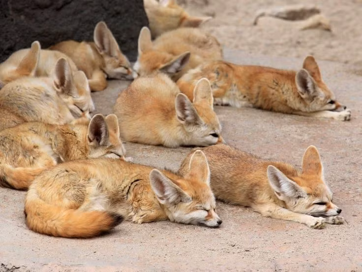  Biểu tượng của sa mạc Sahara. Hình ảnh cáo Fennec được người dân địa phương xem như biểu tượng của sự thông minh, nhanh nhẹn và kiên cường. Ảnh: Pinterest.