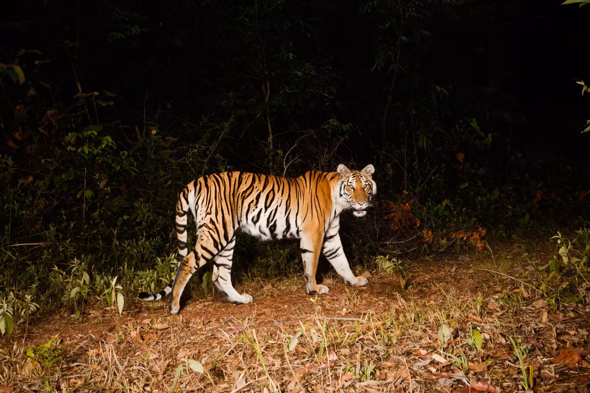  Nơi trú ngụ của nhiều loài nguy cấp toàn cầu. Nhiều loài trong Sách Đỏ IUCN như hổ, voi, voọc và gấu ngựa vẫn còn quần thể sinh sản tại đây, khiến khu vực có giá trị bảo tồn đặc biệt. Ảnh: thailand.wcs.org.