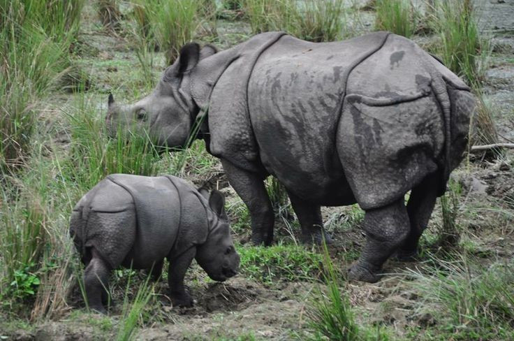  Nơi đây là “pháo đài” của tê giác một sừng. Chitwan là nơi sinh sống của quần thể tê giác Ấn Độ lớn nhất Nepal. Loài động vật này từng đứng bên bờ tuyệt chủng. Ảnh: Pinterest.