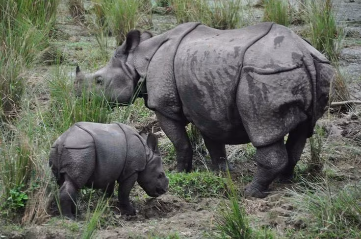  Nơi đây là “pháo đài” của tê giác một sừng. Chitwan là nơi sinh sống của quần thể tê giác Ấn Độ lớn nhất Nepal. Loài động vật này từng đứng bên bờ tuyệt chủng. Ảnh: Pinterest.