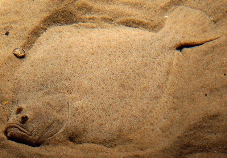  Là chỉ dấu sinh thái quan trọng. Sự suy giảm số lượng cá bơn có thể phản ánh tình trạng ô nhiễm hoặc mất cân bằng hệ sinh thái đáy biển, khiến chúng trở thành loài được giới khoa học quan tâm theo dõi. Ảnh: Pinterest.