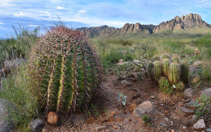  Biểu tượng của sức sống sa mạc. Xương rồng thường được xem là biểu tượng của sự bền bỉ và khả năng thích nghi trước nghịch cảnh. Hình ảnh của chúng xuất hiện phổ biến trong văn hóa, nghệ thuật và thiết kế toàn cầu. Ảnh: Pinterest.