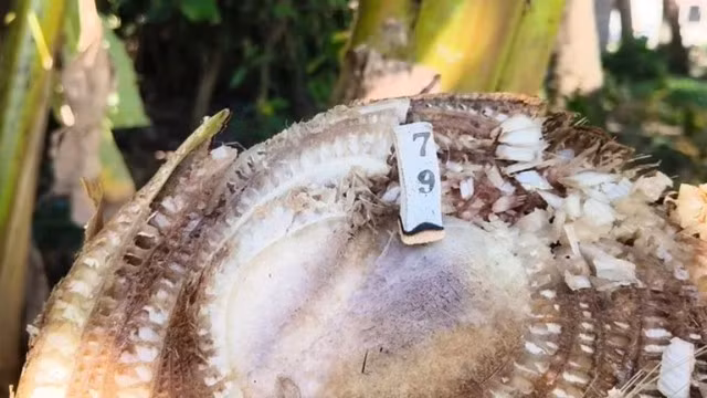 Nhiều người cho biết họ đã sống ở khu vực này hàng chục năm nhưng chưa từng chứng kiến cây chuối nào ra buồng theo cách tương tự. (Ảnh: The Thaiger)