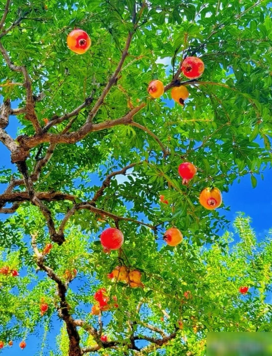 Giá trị dinh dưỡng và y học tuyệt vời: Lựu giàu chất chống oxy hóa, axit ellagic, anthocyanin giúp làm đẹp da, chậm lão hóa. Vỏ, hoa và lá lựu còn được dùng trong y học cổ truyền.