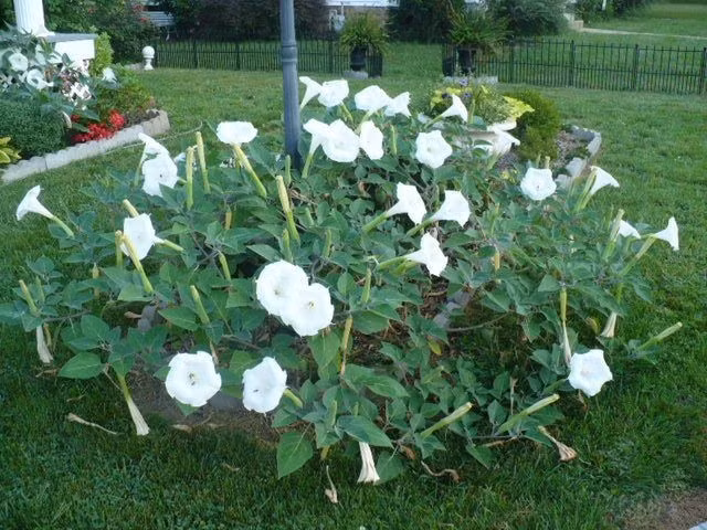  6. Được trồng làm cảnh nhờ vẻ ngoài quyến rũ. Dù cực độc, nhiều người vẫn trồng cà độc dược trong vườn vì hoa của nó có hình dạng như chiếc kèn trumpet đầy mê hoặc. Ảnh: Pinterest.