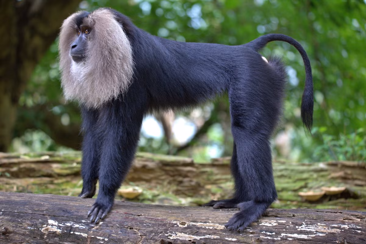  Chiếc đuôi giống đuôi sư tử là dấu hiệu nhận biết nổi bật. Phần đuôi dài với chỏm lông đen xòe rộng ở chót trông giống đuôi sư tử, tạo nên diện mạo rất khác biệt so với các loài khỉ macaque khác. Ảnh: inaturalist.