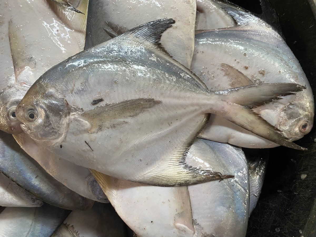  Thịt mềm và ít xương. Cá chim trắng được ưa chuộng trong ẩm thực nhờ thịt ngọt, ít xương dăm và dễ chế biến thành nhiều món ngon. Ảnh: indiabiodiversity.org.