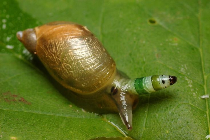 3. Sán dải Leucochloridium paradoxum biến ốc sên thành "đèn hiệu sống". Chúng xâm nhập vào xúc tu mắt của ốc, làm chúng phồng to và đổi màu liên tục để dụ chim ăn – giúp sán quay lại vật chủ chính là chim. Ảnh: Pinterest.
