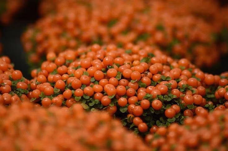  Ưa khí hậu mát và ẩm. Cây sinh trưởng tốt trong môi trường mát mẻ, ánh sáng tán xạ và độ ẩm cao, rất phù hợp trồng trong nhà hoặc ban công râm mát. Ảnh: Pinterest.