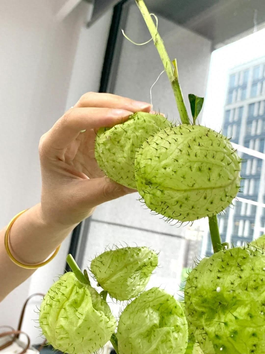 View - Hot trend cây cảnh quả đầu đinh, vừa lạ mắt vừa xả stress nhanh | Báo Tri thức và Cuộc sống - TIN TỨC PHỔ BIẾN KIẾN THỨC 24H