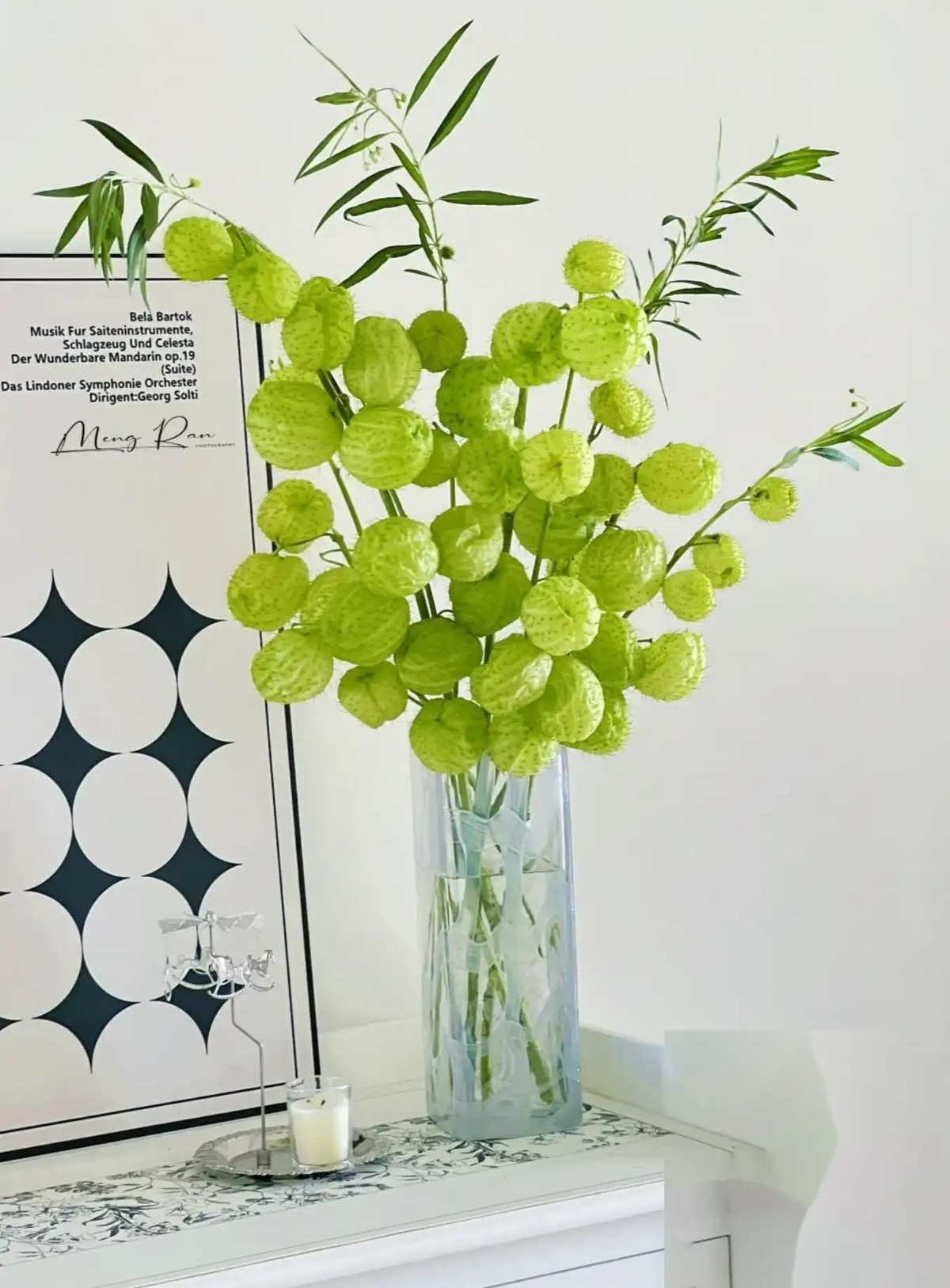 Cây bóng lông dễ trồng từ hạt, ưa nắng, đất thoát nước tốt. Chỉ cần gieo hạt vào đầu mùa ấm, cây sẽ phát triển mạnh, nở hoa, ra quả tròn xanh độc đáo, vừa đẹp mắt vừa mang đến năng lượng sống động cho ngôi nhà.