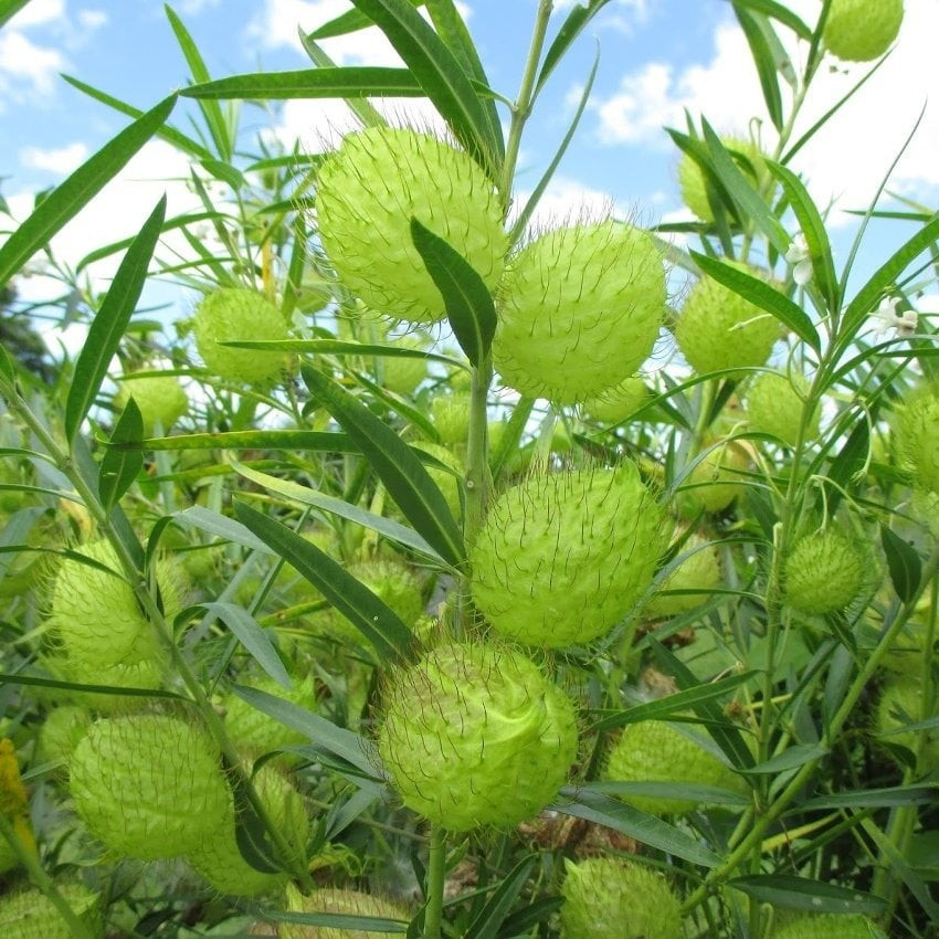 View - Hot trend cây cảnh quả đầu đinh, vừa lạ mắt vừa xả stress nhanh | Báo Tri thức và Cuộc sống - TIN TỨC PHỔ BIẾN KIẾN THỨC 24H