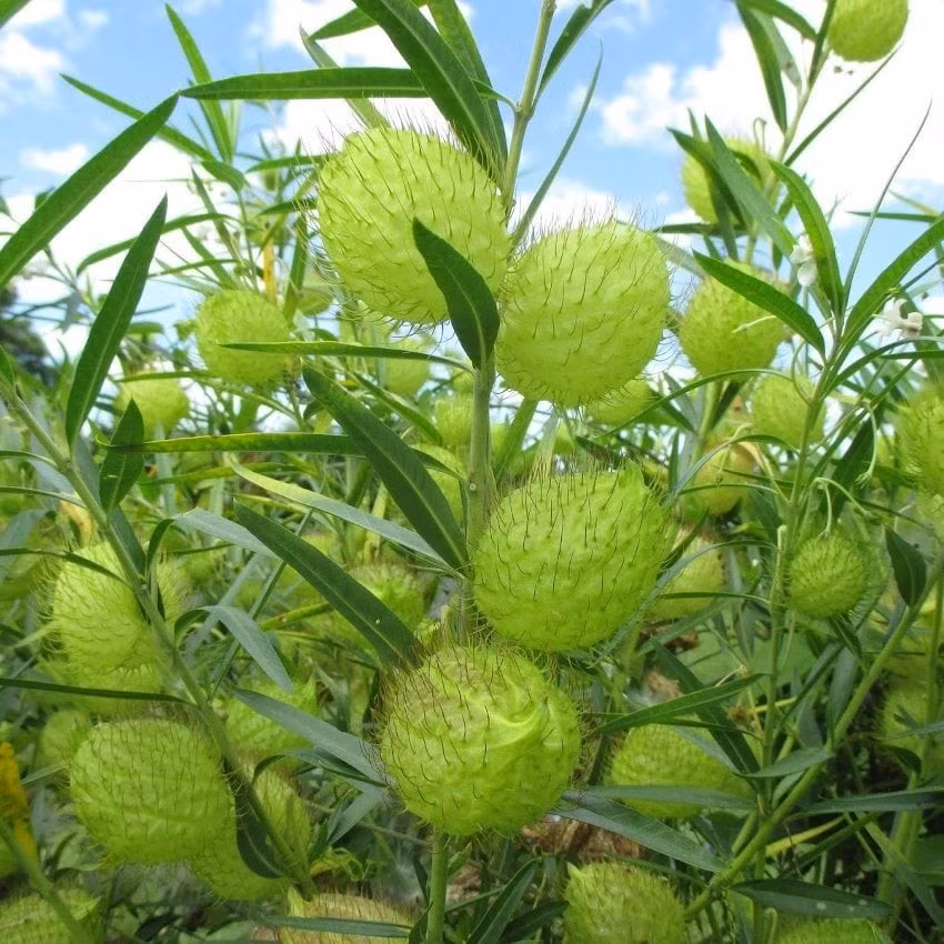 Trong vài năm gần đây, cây cảnh “bóng lông – bao đấm bốc” (Gomphocarpus physocarpus) đã trở thành tâm điểm trong giới chơi hoa. Với những quả tròn gai lởm chởm, trông như cá nóc giận dữ, loài cây này gây tò mò ngay từ cái nhìn đầu tiên.