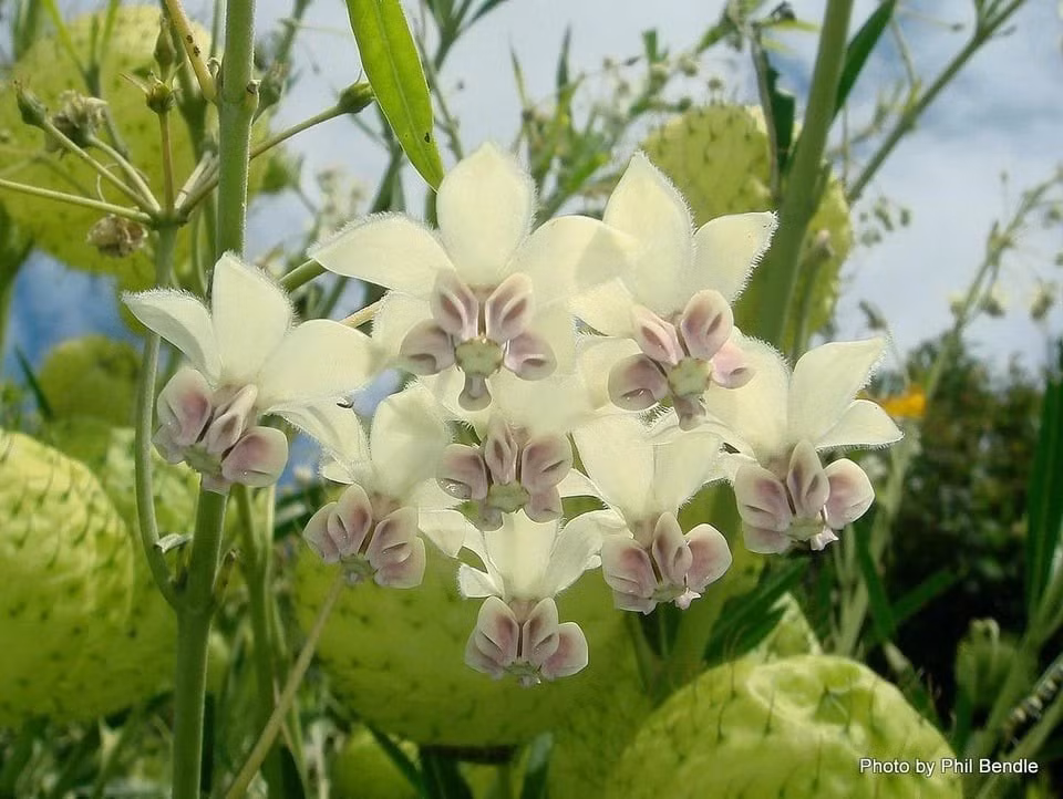 Khi treo lơ lửng trên cành, những quả bóng xanh trông giống bong bóng bay. Chúng rỗng bên trong, chứa nhiều hạt có lông tơ, khiến cả cây thêm phần sinh động và lạ mắt.