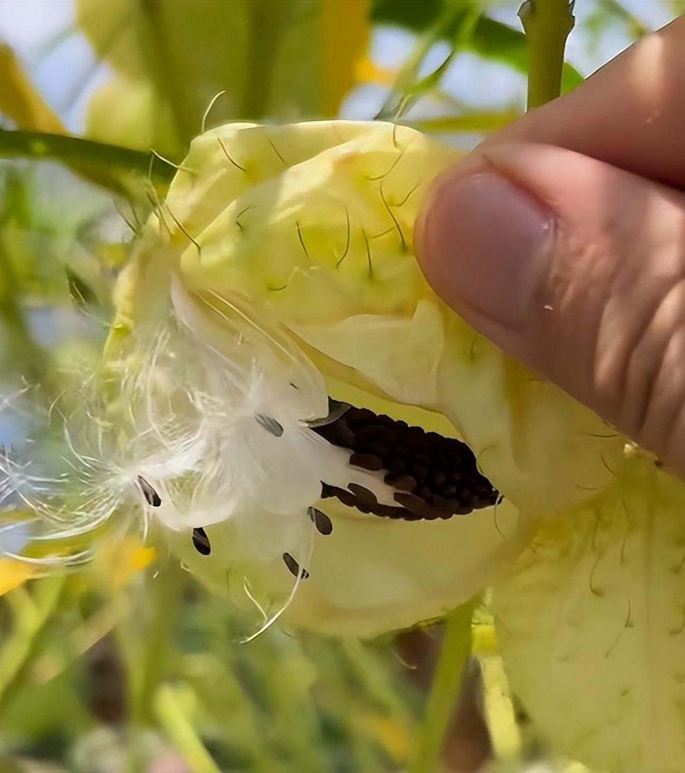 View - Hot trend cây cảnh quả đầu đinh, vừa lạ mắt vừa xả stress nhanh | Báo Tri thức và Cuộc sống - TIN TỨC PHỔ BIẾN KIẾN THỨC 24H