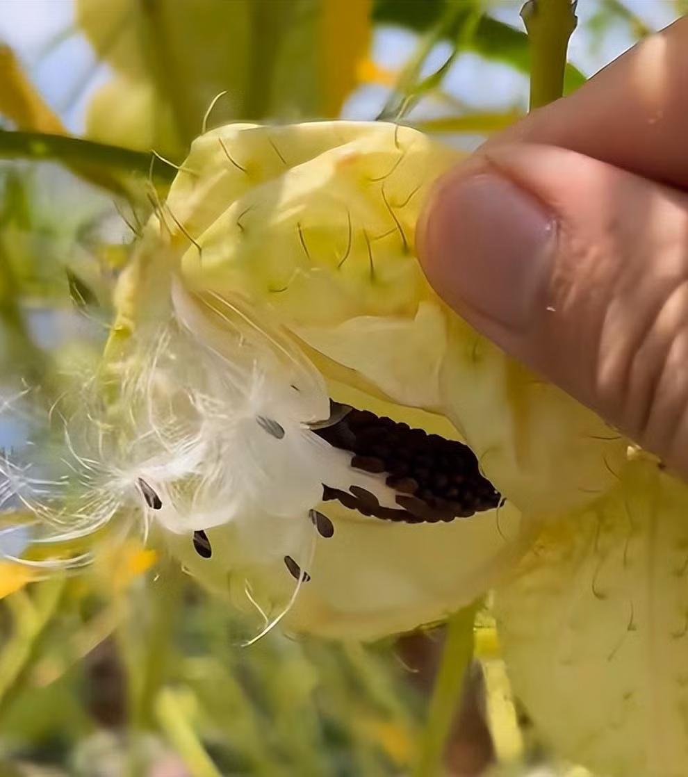 Điểm nổi bật nhất chính là quả cầu xanh có gai mềm. Khi còn non, chúng có thể phồng lên, xẹp xuống khi bóp nhẹ. Khi chín, quả nứt ra, bung vô số hạt bay theo gió.