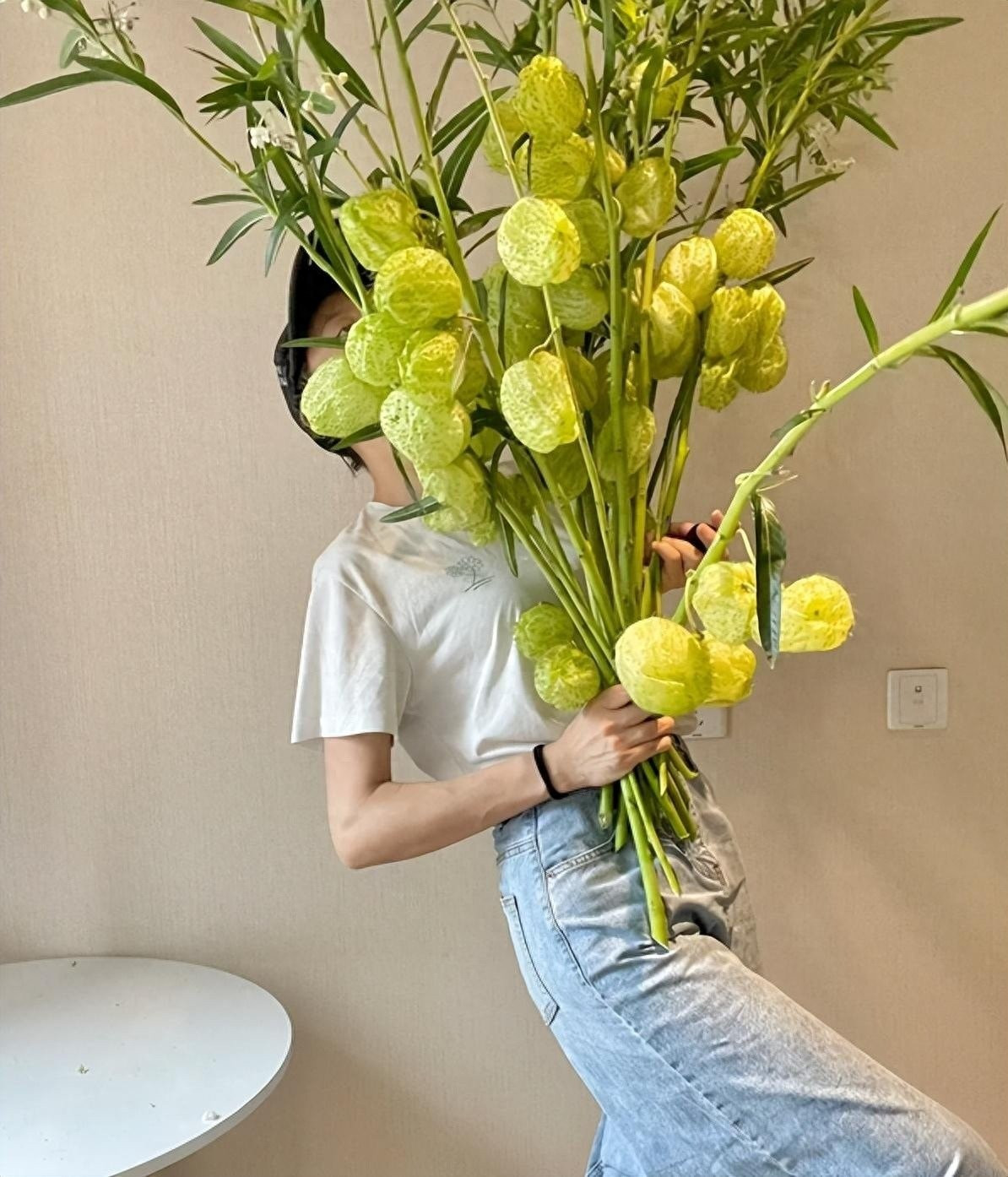 Cây bóng lông có nguồn gốc Đông Nam Phi, thuộc họ Milkweed. Nó mang nhiều tên gọi thú vị như Balloon Milkweed, Hairy Balls, Monkey Balls, Elephant Balls hay Swan Plant.