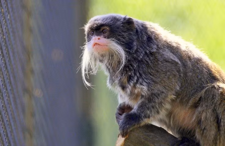  Sử dụng âm thanh để giao tiếp trong rừng rậm. Khỉ vuốt hoàng đế phát ra nhiều loại tiếng kêu khác nhau nhằm cảnh báo nguy hiểm, giữ liên lạc với đồng loại hoặc xác định lãnh thổ giữa các nhóm. Ảnh: Pinterest.