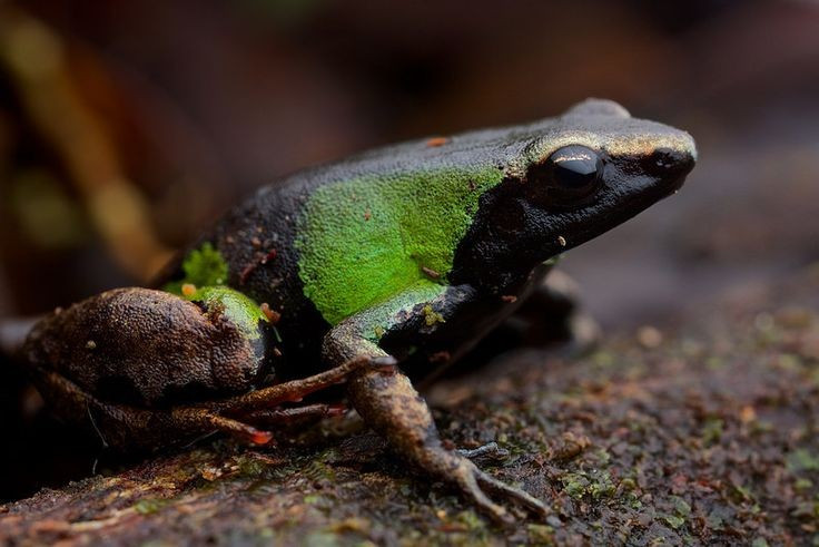  Hoạt động chủ yếu vào ban ngày. Khác với nhiều loài ếch sống về đêm, ếch Mantella hoa thường kiếm ăn và di chuyển vào ban ngày, tận dụng màu sắc nổi bật để cảnh báo cho các loài săn mồi tránh xa. Ảnh: Pinterest.