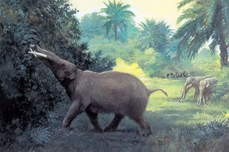  Thức ăn chủ yếu là thực vật mềm. Hàm răng của chúng thích hợp để nghiền lá cây, rễ, và thảo mộc thủy sinh. Ảnh: Pinterest.