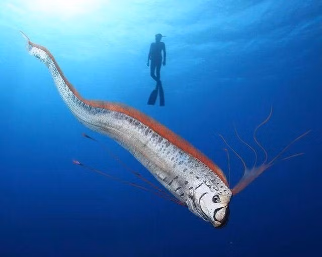  Cơ thể chúng không có vảy như các loài cá thông thường. Da của cá mái chèo mịn, ánh bạc, bao phủ bởi một lớp chất nhầy giúp chúng giảm ma sát khi di chuyển trong nước. Ảnh: Pinterest.